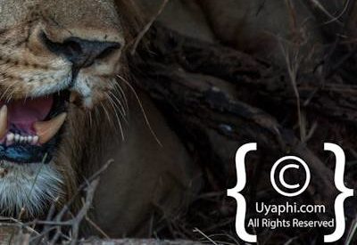 Madikwe Lion Gallery