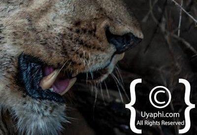 Madikwe Lion Gallery