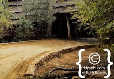 Safari In Madikwe Gallery