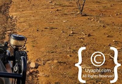 Safari In Madikwe Gallery