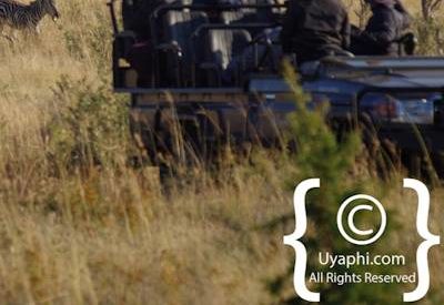 Madikwe Safari Photographs