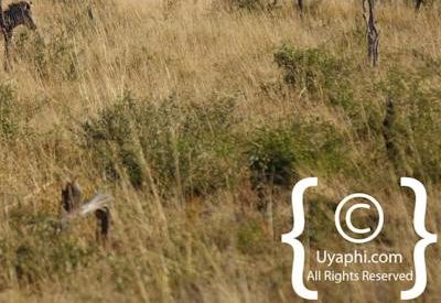 Madikwe Safari Photographs