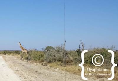 Madikwe Safari Photographs