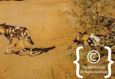 Madikwe Safari Photographs