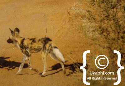 Madikwe Safari Photographs