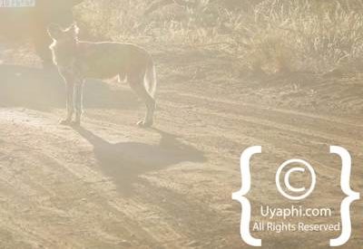 Madikwe Safari Photographs