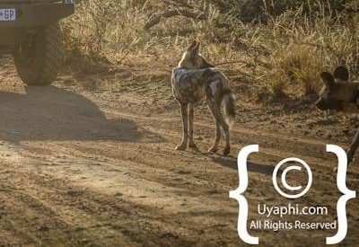 Madikwe Safari Photographs