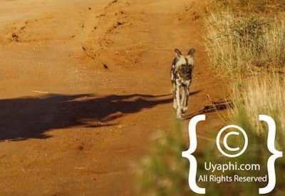 Madikwe Safari Photographs