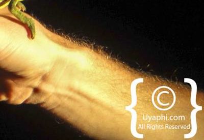 Safari In Madikwe Photo Gallery