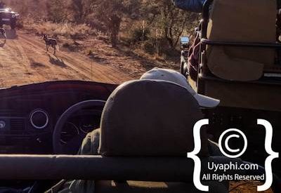 Madikwe Safari Photographs
