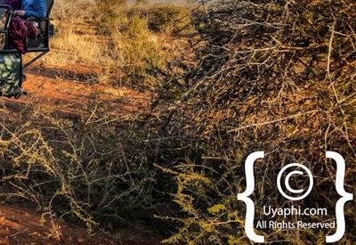 Madikwe Safari Photographs