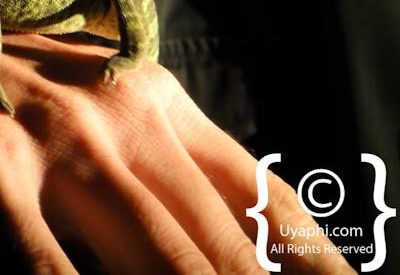 Safari In Madikwe Photo Gallery