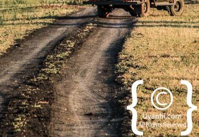 Safari In Madikwe Photo Gallery