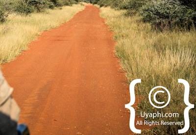 Safari In Madikwe Photo Gallery