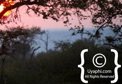 Madikwe Scenery Gallery