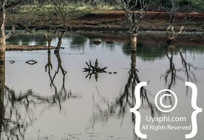 Madikwe Scenery Gallery