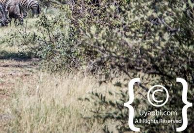 Madikwe Scenery Gallery