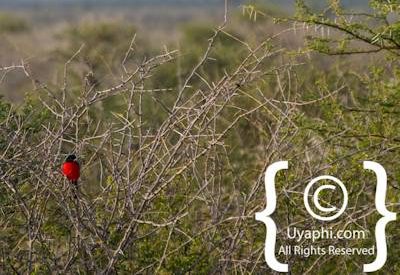 Madikwe Scenery Gallery