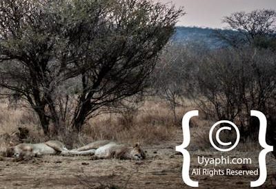 Madikwe Scenery Photo Gallery