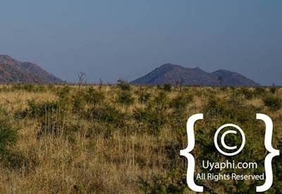 Scenery Of Madikwe