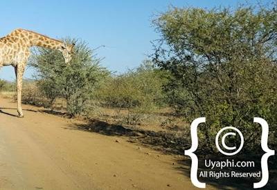 Scenery Of Madikwe