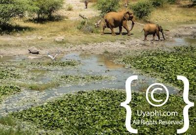 Madikwe Scenery Gallery