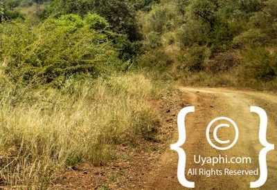 Madikwe Scenery Gallery