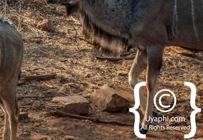 Madikwe Wildlife Photo Gallery