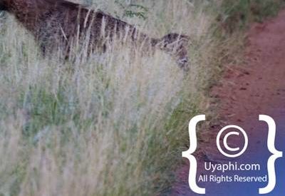 Madikwe Wildlife Gallery