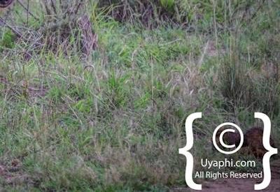 Madikwe Wildlife Gallery