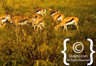 Madikwe Wildlife Gallery