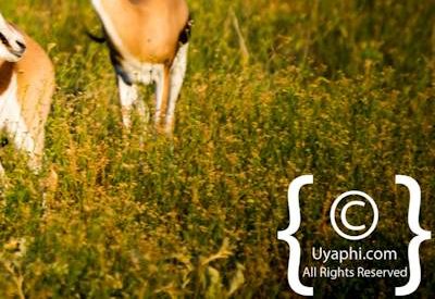 Madikwe Wildlife Gallery