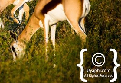 Madikwe Wildlife Gallery