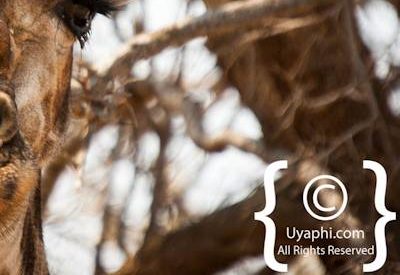 Madikwe Wildlife Photo Gallery