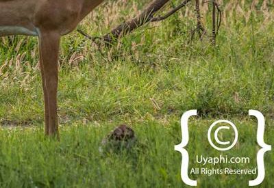 Madikwe Wildlife Photo Gallery