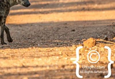 Madikwe Wildlife Gallery