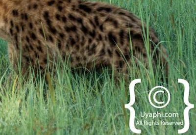 Madikwe Wildlife Gallery