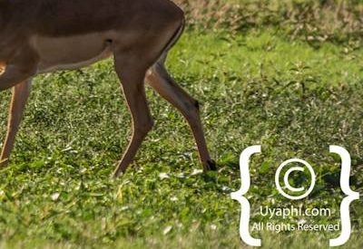 Madikwe Wildlife Gallery