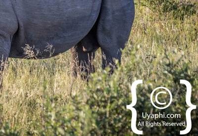 Madikwe Wildlife Gallery