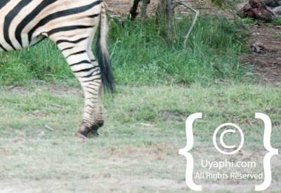 Madikwe Zebra Photo Gallery