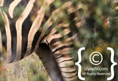 Madikwe Zebra Gallery