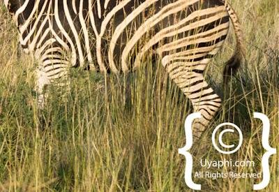 Madikwe Zebra Gallery