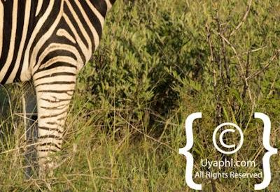 Madikwe Zebra Gallery