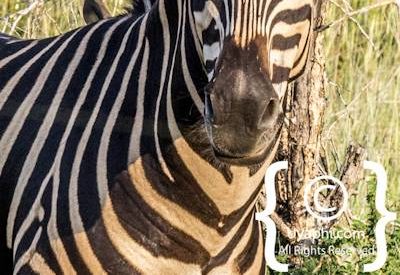 Madikwe Zebra Gallery