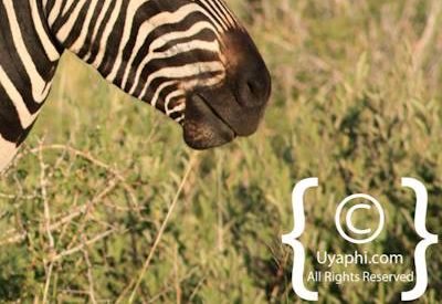 Madikwe Zebra Gallery