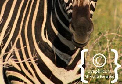 Madikwe Zebra Gallery