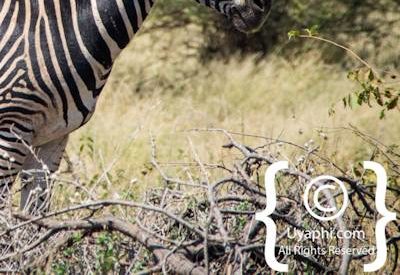 Zebra's Of Madikwe
