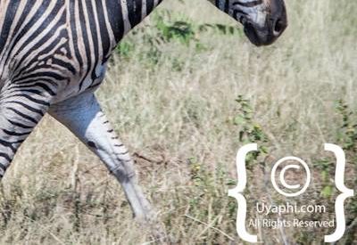 Zebra's Of Madikwe