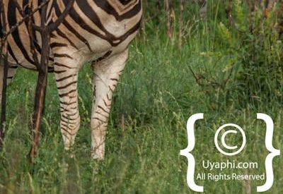 Madikwe Zebra Photo Gallery