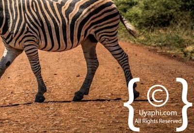 Zebra's Of Madikwe